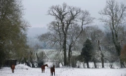Des chevaux dans un champ enneigé, le 19 mars 2018 à Roucamps, dans le Calvados