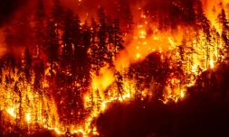 Un feu de forêt sur l'île de Vancouver, en Colombie-Britannique, le 12 août 2025 au Canada