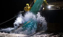 Pêche au filet pélagique en boeuf, dans le Golfe de Gascogne, le 8 janvier 2020 