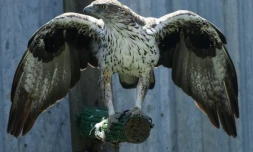 Un aigle de Bonelli dans un élevage à Saint-Denis-du-Payré, en Vendée, le 9 juin 2022 