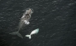 Une baleine et son petit dans le Golfo Nuevo près de Puerto Piramides en Patagonie, Argentine, le 30 septembre 2015 