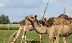 Des chameaux dans un champ de "La Camelerie", une ferme de chameaux à Feignies, le 16 juin 2025 dans le Nord