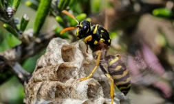 Une guêpe à papier fabrique un nid à l'aide de fibres de bois qu'elle a mâché en une forme de pulpe, le 24 avril 2020, à Montlouis-sur-Loire
