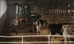 Des vaches dans une ferme géante le 3 mai 2016 à Gannan en Chine