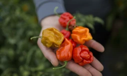 Piments carolina reaper 