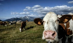 Un troupeau de vaches à La Clusaz, en Haute-Savoie, le 26 août 2022