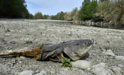 Le lit de la riviÚre Agly asséchée, le 27 avril 2023 à Riversaltes, dans les Pyrénées-Orientales