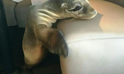 Une photo fournie par Bernard Guillas, le 5 février 2016 montre un bébé otarie endormi qui s'est faufilé jusqu'à un restaurant chic de bord de mer à La Jolla prÚs de San Diego, en Californie
