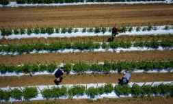 Des plants de tomates dans la ferme Gonzalez, le 29 mars 2021 Ă Porto Rico