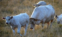 Le Français Christian Bajard et la Brésilienne Sonia Bonato sont tous deux agriculteurs, mais au-delà des 9.000 km qui les séparent, ils voient d'un oeil trÚs différent un accord commercial entre l'Union européenne et le Mercosur