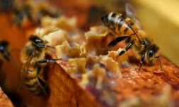 Des abeilles sur des cadres de miel à Ploerdut, dans l'ouest de la France, le 19 juin 2018 