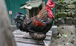 Le coq "Maurice" à Saint-Pierre-d'Oléron, le 5 juin 2019