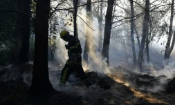 Un pompier marche au milieu des cendres le 12 août 2017 à Pietracorbara en Corse 