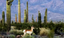 Photo fournie par la réserve de la biosphère de Pinacate et du désert d'Altar d'un mâle antilope de Sonoran, le 23 mars 2016 près de la frontière entre le Mexique et les Etats-Unis