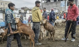 De jeunes bergers vendent leur bétail sur un marché d'Addis Abeba pendant Enkutatash, la fête du nouvel an éthiopien, le 11 septembre 2022