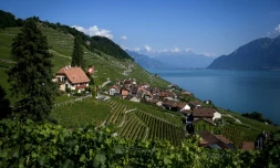 Des vignes Ă Epesses en Suisse, dans les vignobles de Lavaux, le 16 juillet 2019