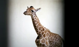 Melman, girafon mâle, le 13 juillet 2021, deux jours après sa naissance au zoo de Beauval 