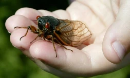 Une cigale, le 14 mai 2004 Ă Alexandria, en Virginie