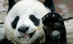Chuang Chuang, a beloved giant panda on loan to Thailand from China, died in a Chiang Mai zoo aged 19