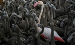 Un flamant rose entouré de poussins à Aigues-Mortes, prÚs de Montpellier le 5 août 2020