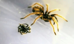 Des tarentules saisies à l'aéroport colombien de Bogota le 31 mars 2022