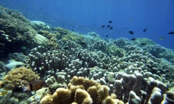 Les récifs coralliens, animaux marins composés de centaines voire de milliers de polypes, sont de la même famille que les méduses, les anémones de mers et les gorgones