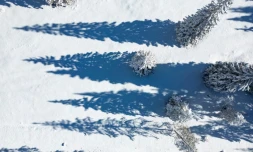 Les sapins sous la neige à Toblach près de Cortina, le 26 janvier 2026