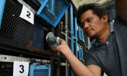 Un employé d'une association colombophile à Manille lors d'une course de pigeons le 28 mars 2019