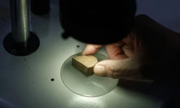 Examen d'un échantillon de bois dans un laboratoire britannique à Kew (Londres), le 19 février 2019