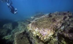 Lenaïc Riaudel, archéologue sous-marine, nage prÚs des ruines du site d'Olbia, prÚs de la plage d'Almanarre à HyÚres, le 28 novembre 2018