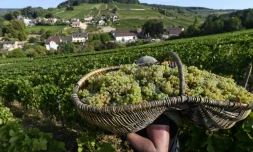 Vendanges à Pernand-Vergelesses, en Bourgogne, le 5 septembre 2018. Le raisin y est récolté à l'aide de grands paniers en osier    