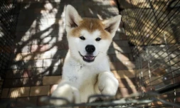 Un chien Akita le 3 avril 2018 dans un élevage à Takasaki, au Japon