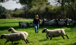 Chloé Pimont, une comédienne parisienne et végétarienne devenue éleveuse de brebis dans le Morvan, s'occupe de ses bêtes le 29 septembre 2025 à Monthelon, en Saône-et-Loire