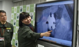 Une responsable du zoo d'Ueno à Tokyo, Mikako Kaneko (G) montre un bébé panda lors d'une conférence de presse le 12 juin 2017