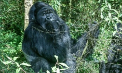 Un gorille de montagne au "dos argenté" dans le Parc national des volcans, au Rwanda, le 29 octobre 2021