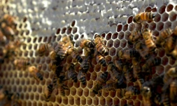Des abeilles dans une ruche à Rome le 26 juillet 2018.