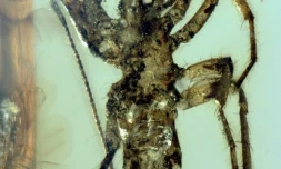 Photo fournie par le site de la revue Nature le 5 février 2018 une araignée Chimerachne yingi