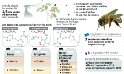 Les néonicotinoïdes, insecticides "tueurs d'abeilles"