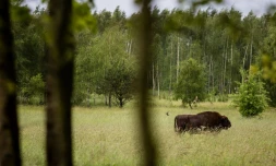 Un bison européen dans la forêt de Bialowieza, en Pologne, le 31 mai 2016