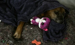 Un chien sauvé des inondations dans un abri pour animaux sur le parking d'un centre commercial à Porto Alegre, au Brésil, le 11 mai 2024