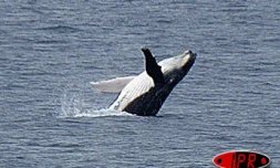 Une baleine et son petit ont longé la baie de Saint-Paul au niveau du cap Lahoussaye (Ouest) ce lundi après-midi 8 septembre 2003