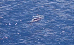Une baleine et son petit évoluaient au large de Saint-Pierre (Sud de la Réunion) ce vendredi 6 octobre 2000 au matin. En provenance des eaux froides de l'Antarctique, la mère est venue mettre au monde son bébé dans les eaux plus chaudes de l'Océan indien