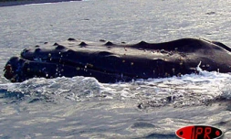 Mardi 19 août 2003 -
Baleine en vue au large de Sainte-Rose - 
Photo Jean-Michel Prevet
