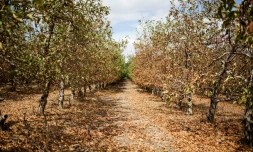 Des arbres fruitiers touchés par la sécheresse dans une ferme de Piketberg, au nord du Cap, le 7 mars 2018