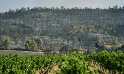 Un vignoble à proximité d'une forêt ravagée par un incendie à Saint-Laurent-de-la-Cabrerisse, dans l'Aude, le 6 août 2025