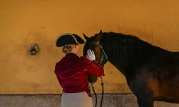 Une cavalière de l'école d'art équestre de Lisbonne prépare un pur-sang lusitanien avant un spectacle de dressage à  Lisbonne, le 15 janvier 2024 au Portugal