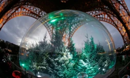 Des sapins sous la Tour Eiffel à Paris le 20 décembre 2014