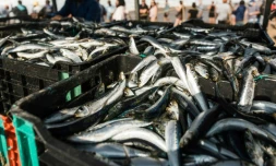 Des casiers de sardines sur la plage de Warner, au sud de Durban, le 20 juin 2021 