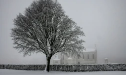 Un arbre sous la neige, le 23 janvier 2019, dans la nécropole nationale de Notre-Dame de Lorette, à Souchez (Pas-de-Calais)