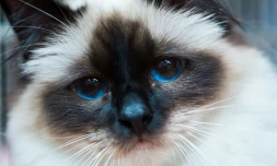 Un chat birman à Dortmund le 9 mai 2014